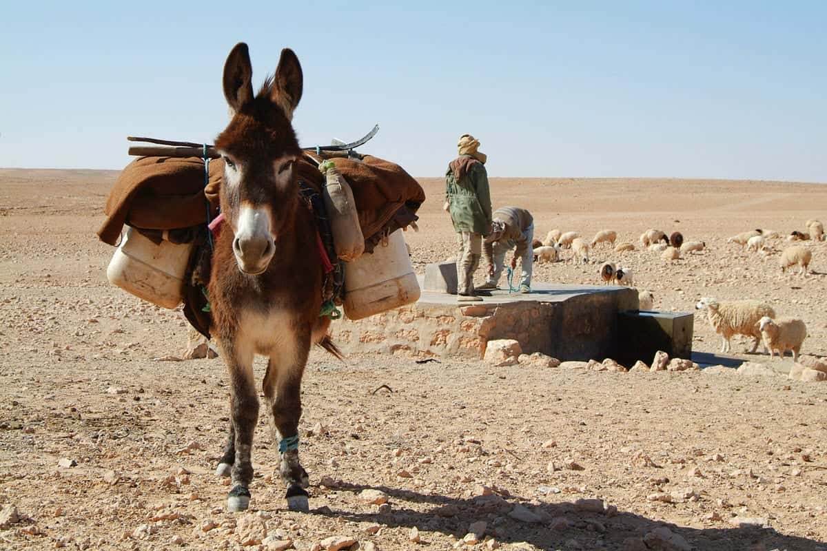 The tale of a boy and a donkey